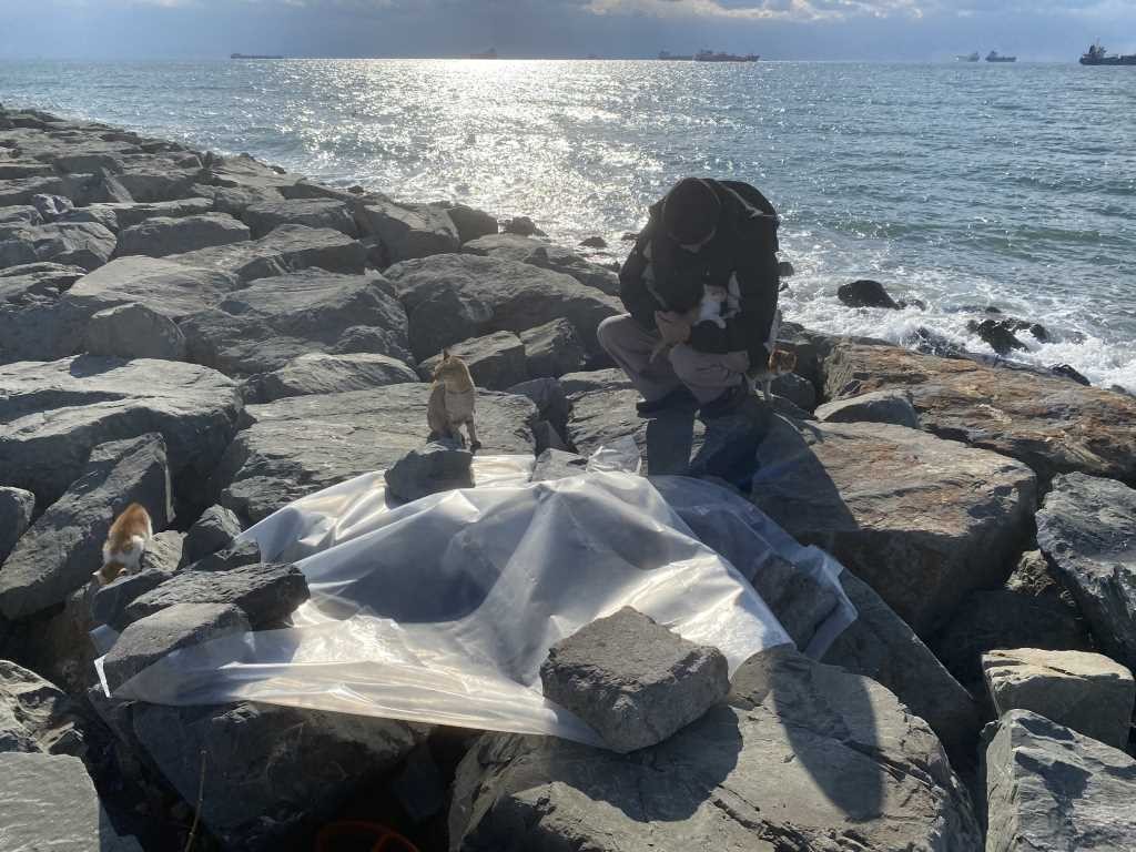 Görenlerin içi titredi! Dev dalga onlarca kediyi boğdu