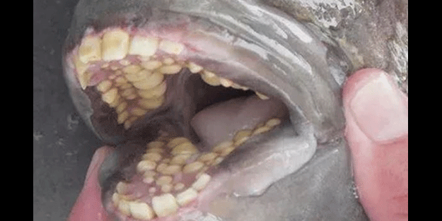 Görenlerin tüyleri diken diken oluyor! Vahşi doğada ürperten anlar