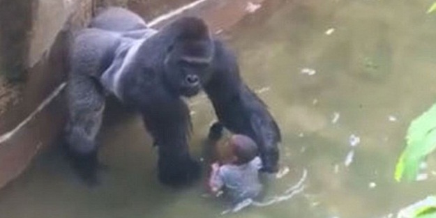 Goril olayında sıcak gelişme!