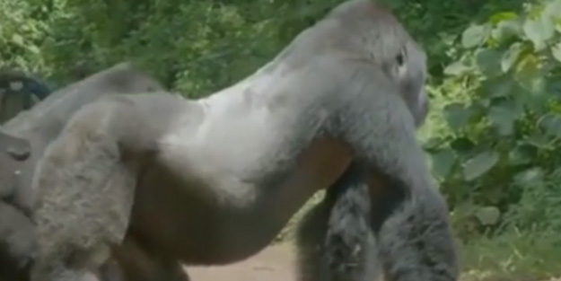 Gorillerin bu hareketi konuşuluyor