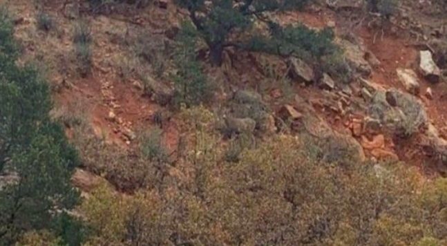 Görseldeki geyiği kimse göremiyor! Öyle bir kamufle oldu ki...