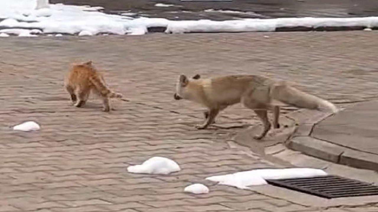 Görülmemiş dostluk! Biri tilki biri kedi