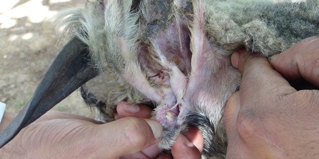 Hayvanın kulağında ikinci bir ağız olduğu ortaya çıktı