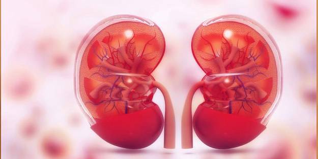 Görüntüleme yöntemleri ile böbrek kanserleri erken evrede yakalanabilir