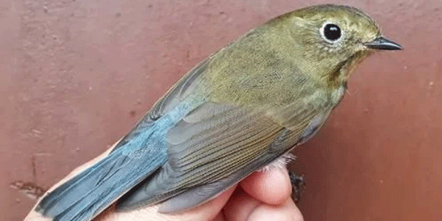 Görüntülemek için sıraya girdiler! Türkiye’de 4’üncü kez görüldü