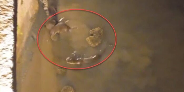 Görüntüler İstanbul'dan: Sürü halinde ortaya çıkıp avlandılar