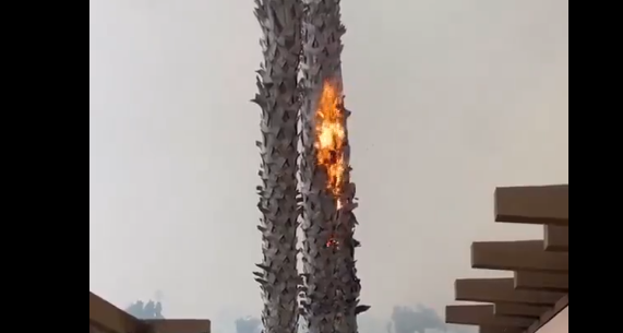 Görüntüler şok etti! Yangından 1.6 km uzaktaki ağaç böyle alev aldı