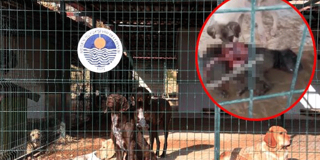 Görüntüler sosyal medyayı ayağa kaldırdı! CHP'li Belediye açıklama yapmak zorunda kaldı