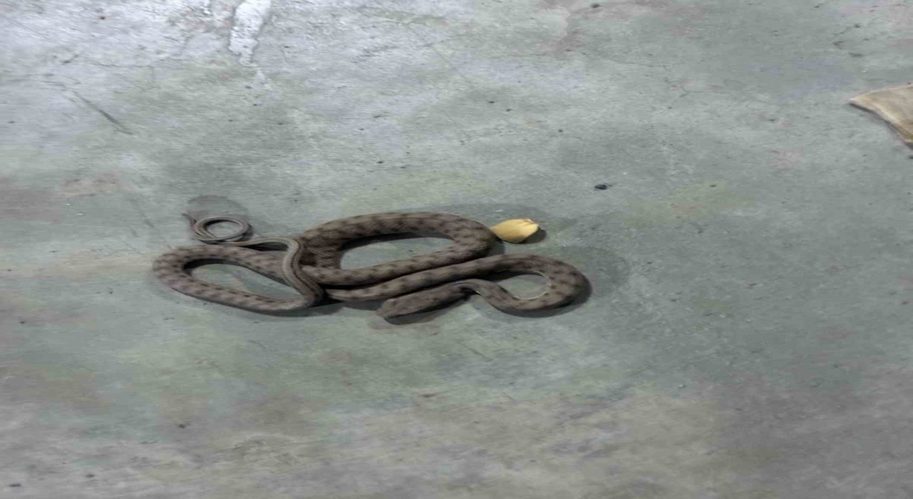 Görüntüler Türkiye’den! AVM’de zehirli engerek yılanı