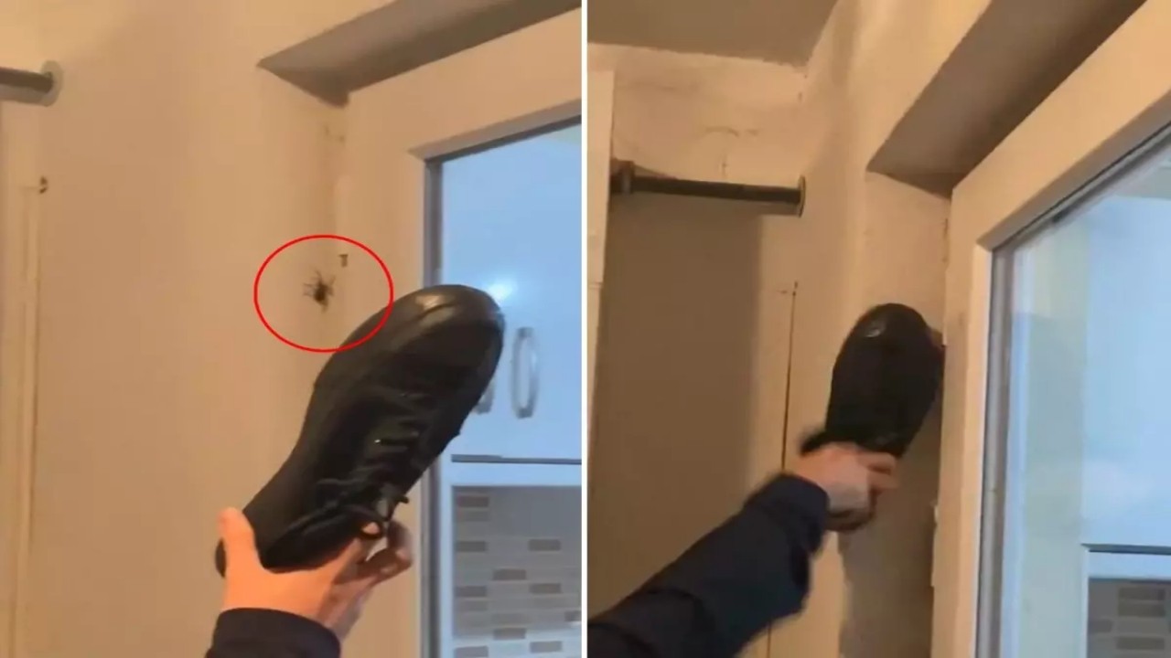 Görüntüler Türkiye’den... Duvardaki örümceğe ayakkabı ile vurdu, yüzlercesi odaya yayıldı