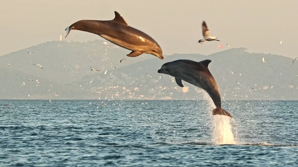 Görüntülerin tamamı 150 günde çekildi! İşte İstanbul'un yunusları