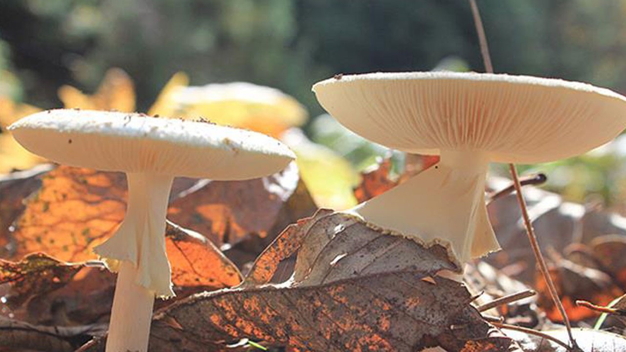 Görünüşüne aldanmayın! Masum gibi görünen mantar can alıyor