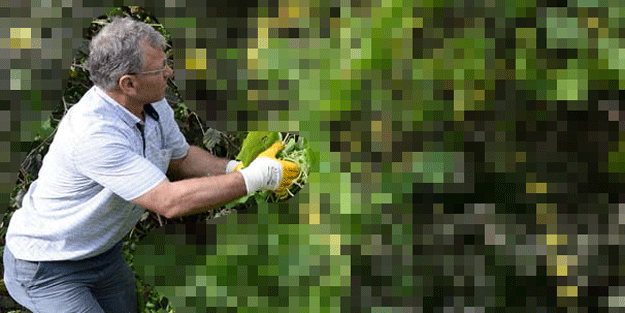 Görür görmez söküp atın! Büyük tehlike yayılıyor…