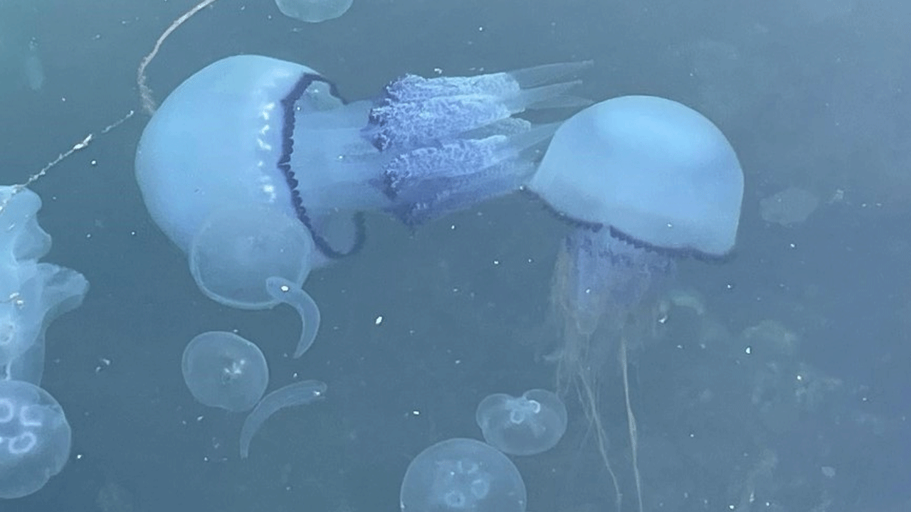 Görürseniz sakın dokunmayın: Tehlike geri döndü!