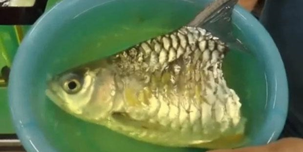 Gövdesinin yarısı olmayan balık 6 ay boyunca yaşadı!