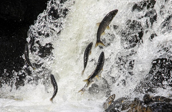 Göz açtırmıyorlar! Jandarmanın inci kefa