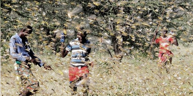 Göz gözü görmüyor: Çekirgeler tarım alanlarını istila etti