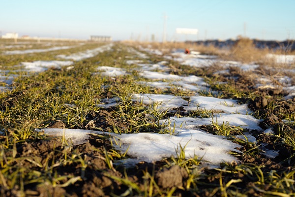 Gözler kar yağışında! Rekoltenin yakalanması için kar bekleniyor