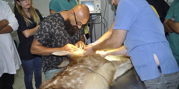 Gözleri görmeyen geyik yavrusuna katarakt ameliyatı yapıldı