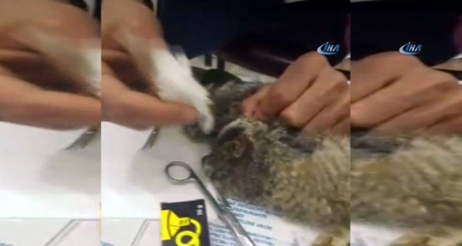 Gözlerinde ödem oluşan baykuş tedavi edildi