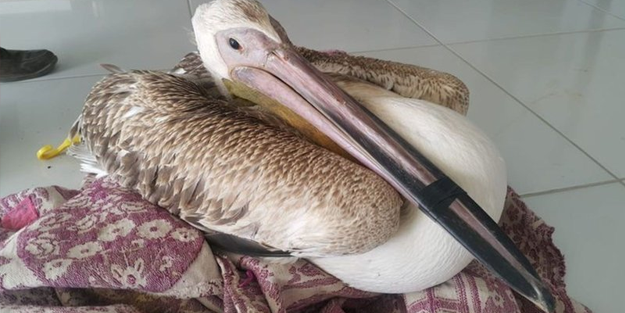 Gözlerine inanamadı! Tarlaya gökten Pelikan düştü