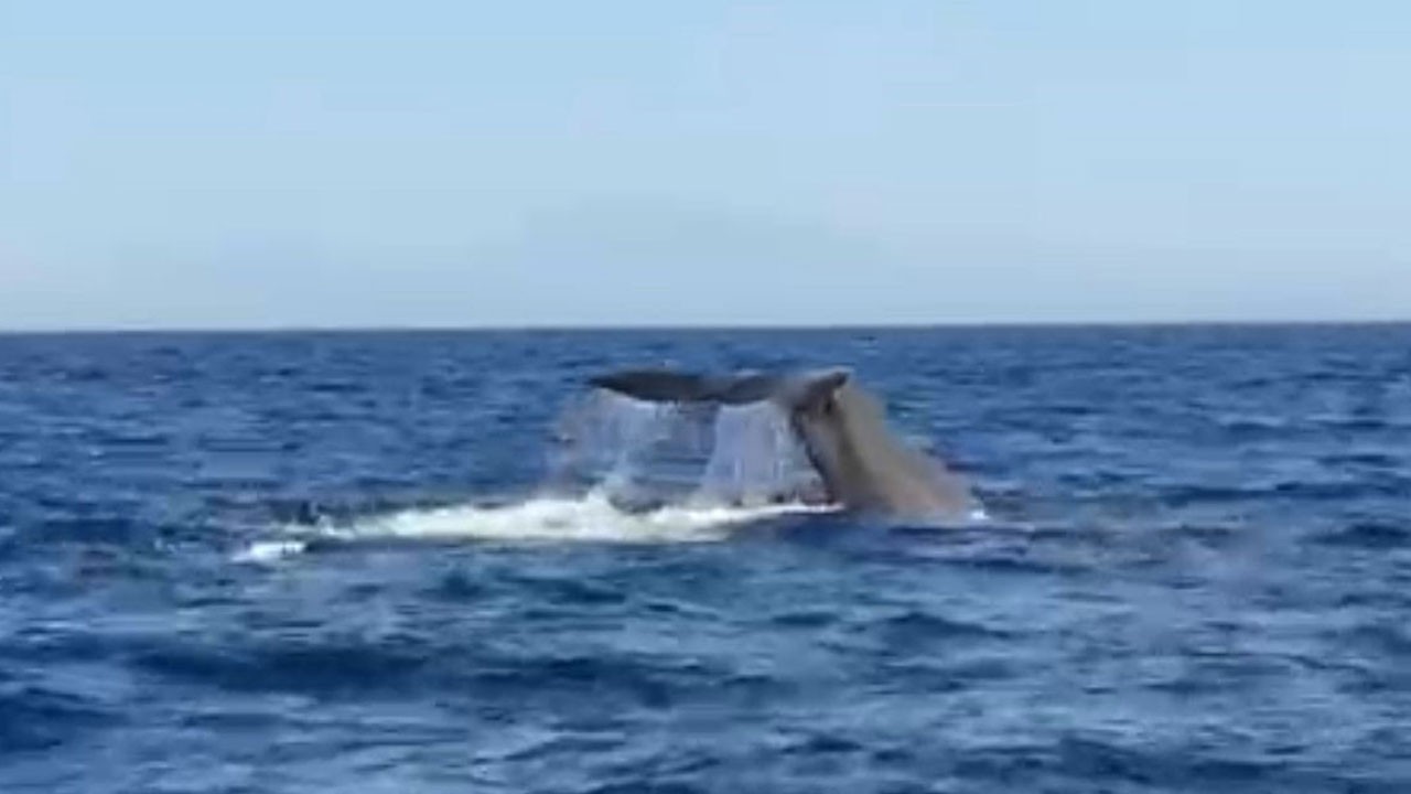 Gözlerine inanmakta zorlandı! Side açıklarında dev sürpriz