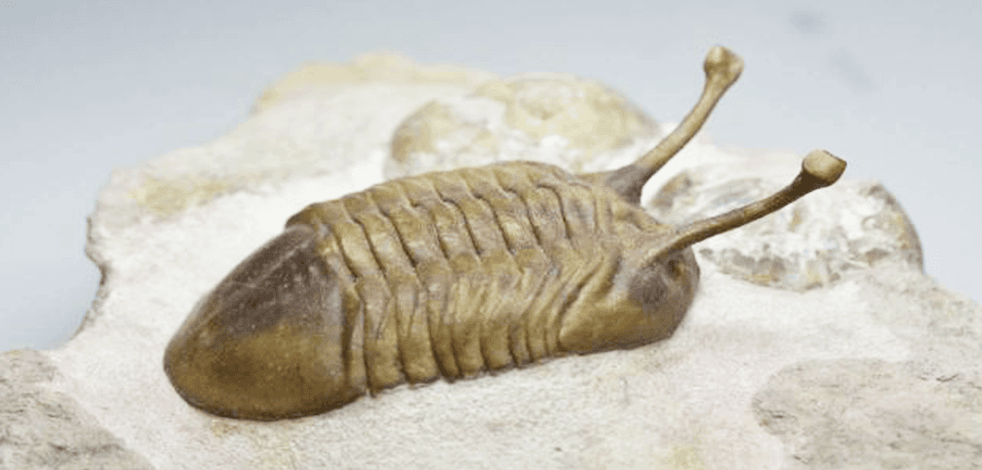 Gözlerinin içinde yüzlerce göz var