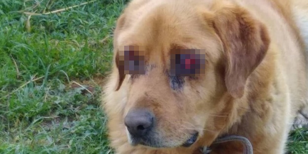 Gözlerinin oyulduğu iddia edilmişti! Gerçek çok farklı çıktı