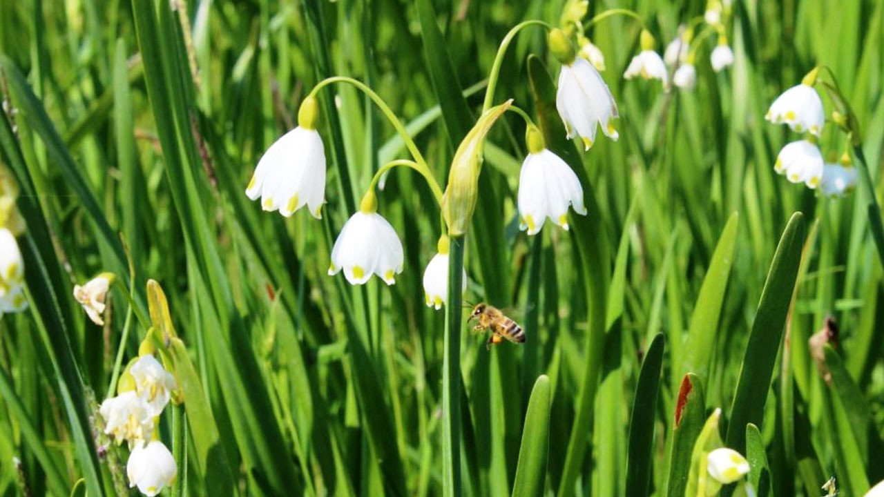 Gözlerinin yaşlarına bakılmadı! 4,6 milyon TL ceza kesildi