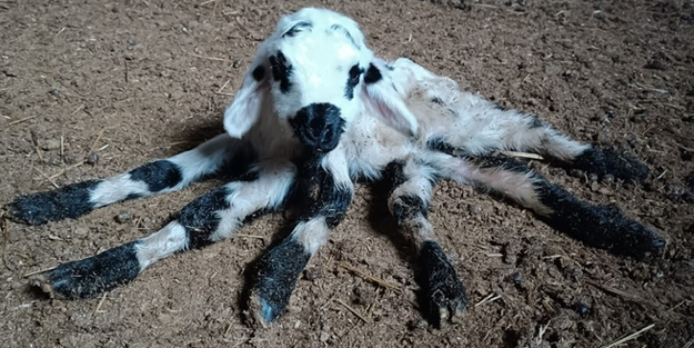 Gözlerinize inanamayacaksınız: Diyarbakır'da bir kuzu 6 ayaklı olarak doğdu!