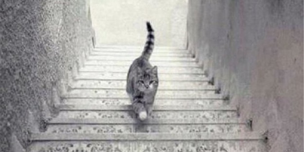 Gözlerinize inanamayacaksınız - FOTO