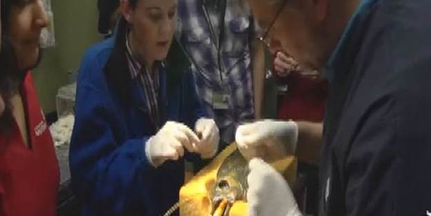 Balığa protez göz takıldı