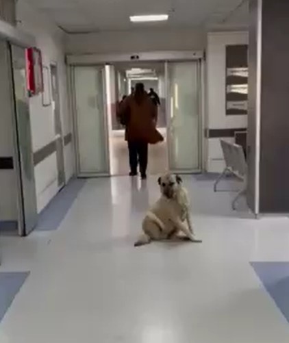 Gözüyle görmeyen inanmazdı! Burası barınak değil hastane