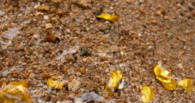 Gram gram altın çıkarıyor! Dereleri gezip altın topluyor