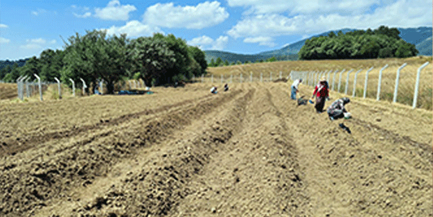 Gramı bile cep yakıyor! Dünyanın en pahalısından haber var