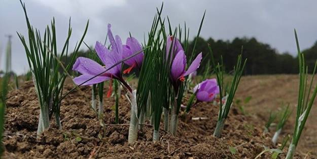 Gramla satılıyor! Fiyatı dudak uçuklattı
