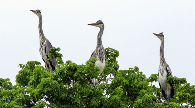 Gri balıkçıl kuşları, Iğdır'ı sevdi