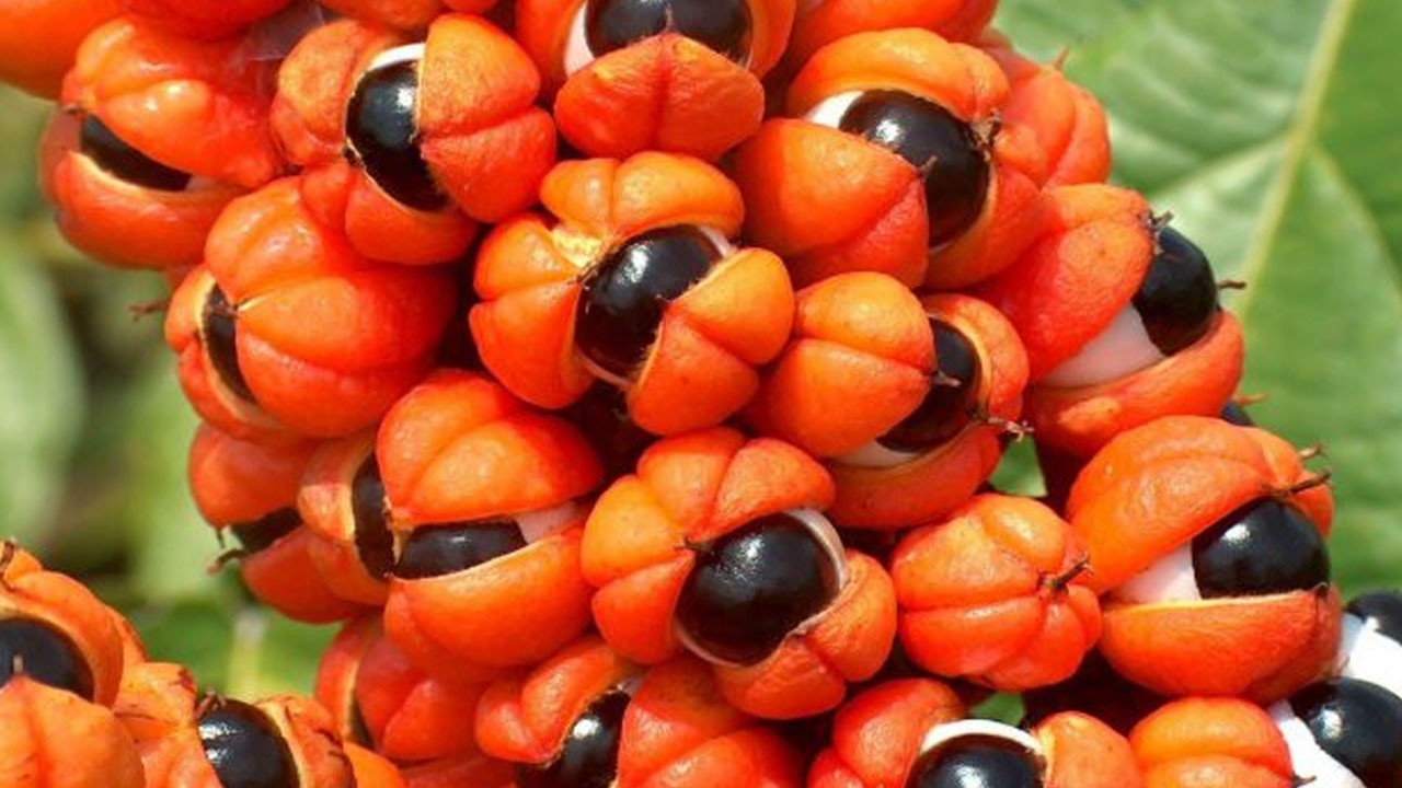 Guarana yararları nelerdir?