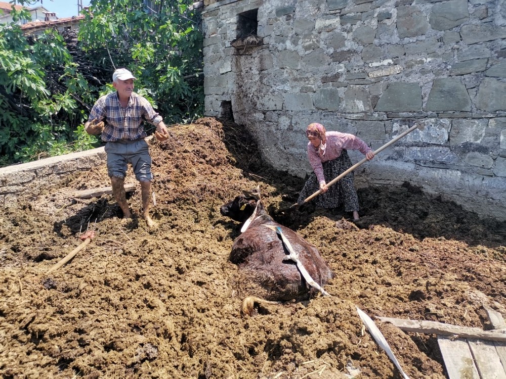 Gübreliğe düşen ineği AFAD kurtarıldı 