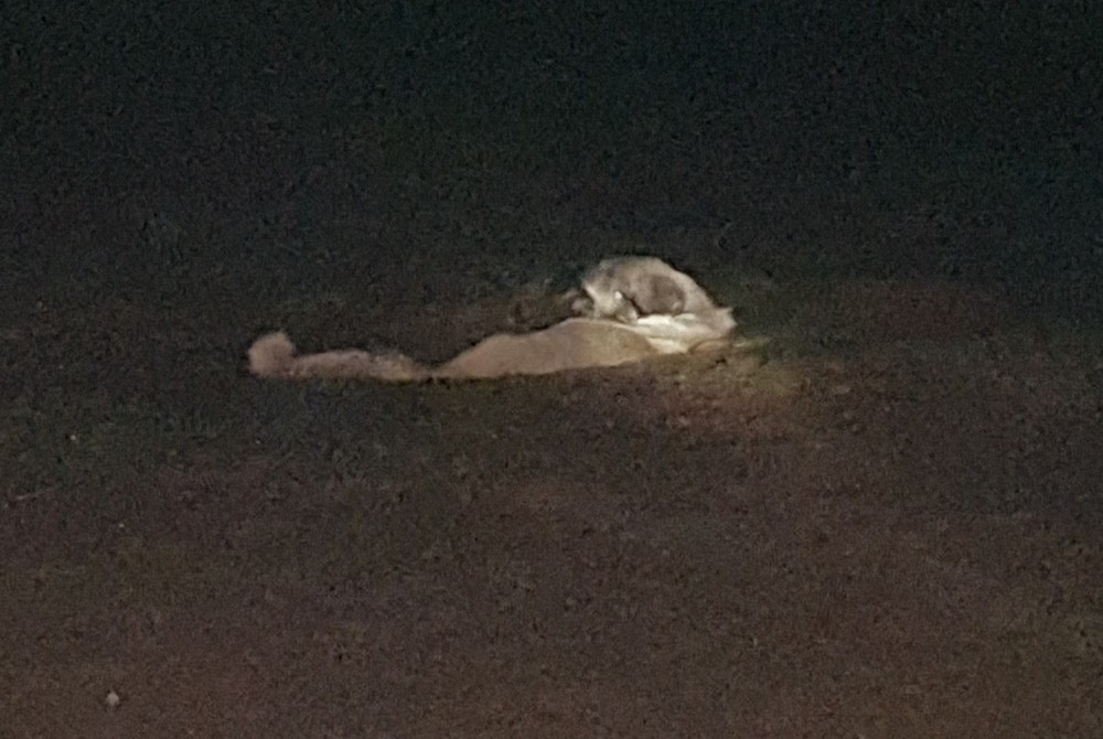 Gübreye batan köpeği itfaiye kurtardı 