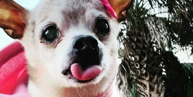 İşte dünyanın en yaşlı köpeği!