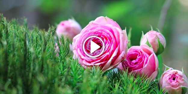 Isparta, Gül bahçeleriyle nüfusunun 10 katı turist çekti