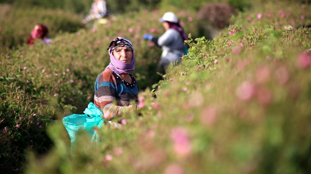 Gül yağı ihracatından 7,6 milyon lira gelir