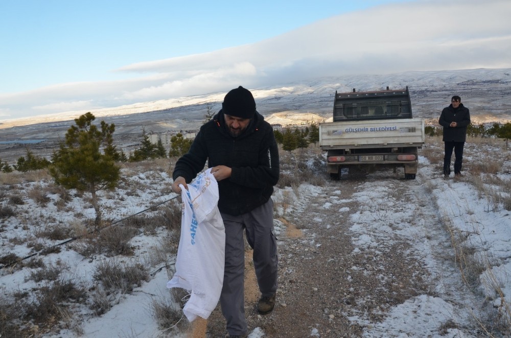 Gülşehir Belediye ekipleri yaban hayvanları unutmadı 