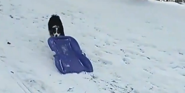 Gülümseten görüntü! Sevimli köpek karın tadını böyle çıkardı