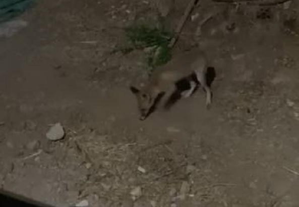 Gülümseten sohbet! Tilki ile bahçe sahibi dost oldu