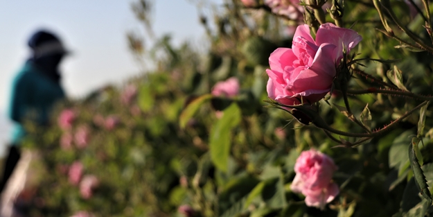 Gülün anavatanında erken hasat