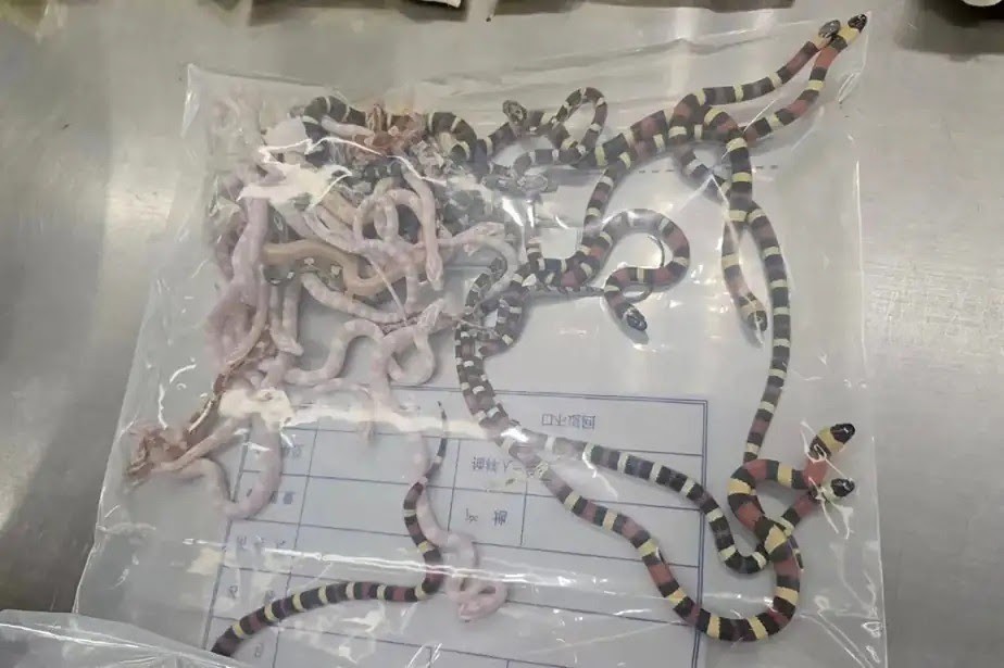 Gümrükte yakalandı! Cebinden çıkanlara inanamayacaksınız