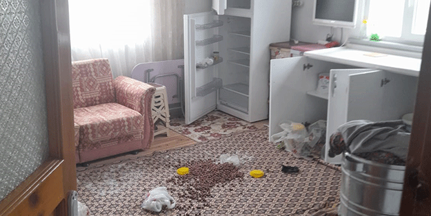 Gümüşhane'de ayılar girdikleri yayla evinin altını üstüne getirdi!
