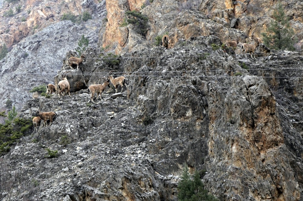 Gümüşhane dağlarının en ihtişamlı süsü: Yaban keçisi 